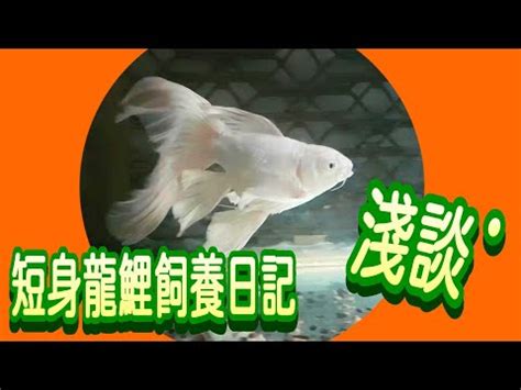 龍鯉顏色|【白金蝴蝶龍鯉飼養方法】白金蝴蝶龍鯉的頂級飼養指。